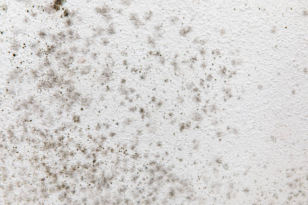 Best Commercial Mold Inspection  in Bloomingdale, FL
