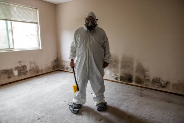 Best Basement Mold Removal  in Bloomingdale, FL
